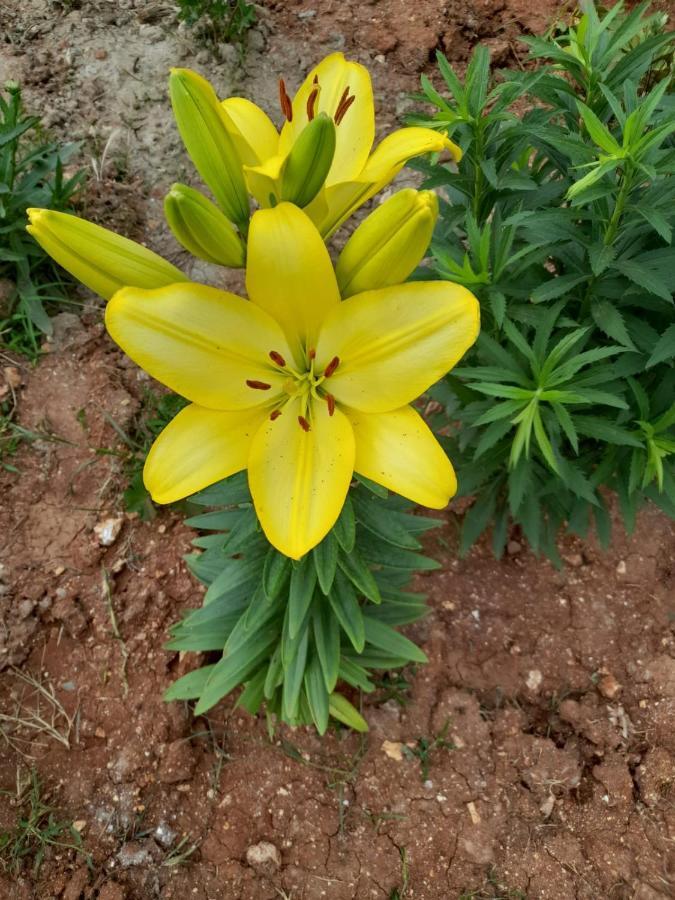 Rey Garden 2 호텔 Vlorë 외부 사진